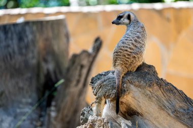 Genç bir mirket bir taşın üzerinde duruyor ve ailenin bölgesini koruyor.