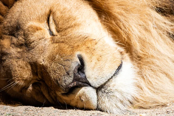Porträtlöwe Schlafender Weißer Löwe Einem Gehege — Stockfoto