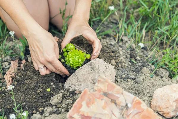 Plantar Una Planta Suelo Una Joven Planta Una Suculenta Flor —  Fotos de Stock