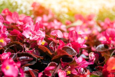 Güzel pembe çiçeklere yakın çekim