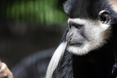Bir ağaç dalında oturan siyah beyaz lemurun portresi.