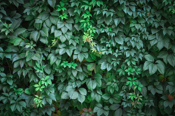 Närbild Gröna Druvbuskar Bakgrund Gröna Blad — Stockfoto