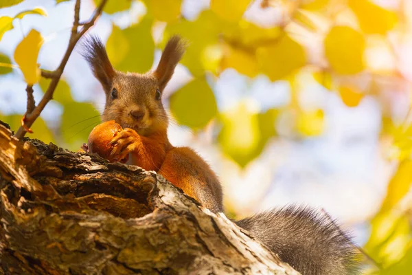 Orange Eichhörnchen Frisst Apfelzweig Unten Ansicht Portrait Niedliches Waldhörnchen — Stockfoto