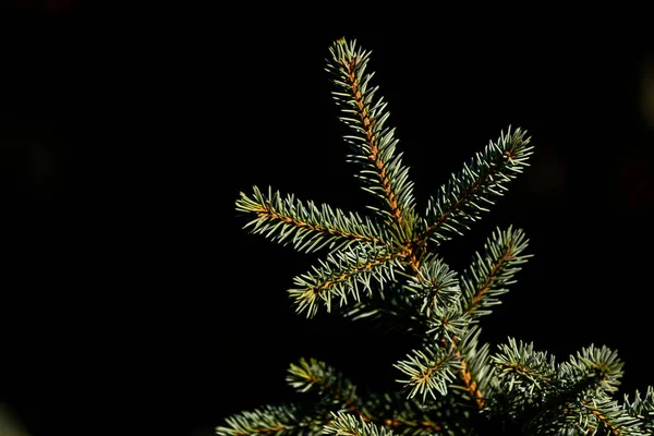Close Green Branches Coniferous Tree Black Background — Stock Photo, Image