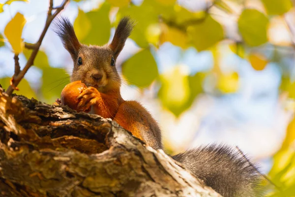 Orange Eichhörnchen Frisst Apfelzweig Unten Ansicht Portrait Niedliches Waldhörnchen — Stockfoto