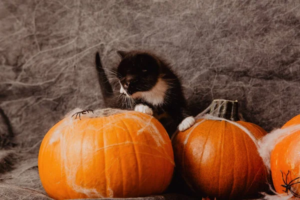 Kitten bij Halloween decoraties — Stockfoto
