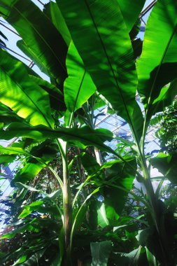 Sera Banane ağacında