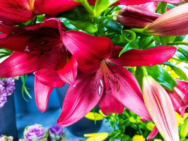 Zambakları yakın çekim