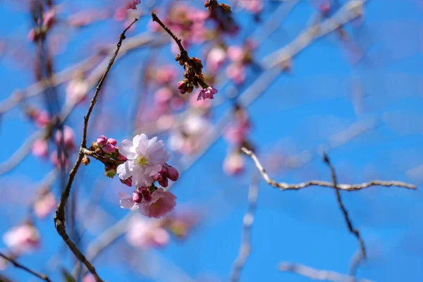 İlk çiçekli. Sakura
