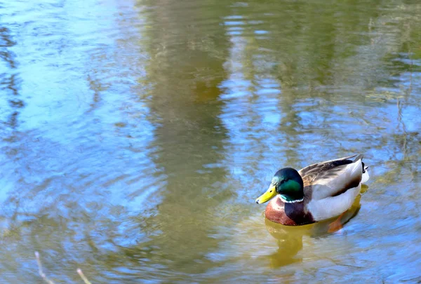 La soledad primaveral del pato — Foto de Stock