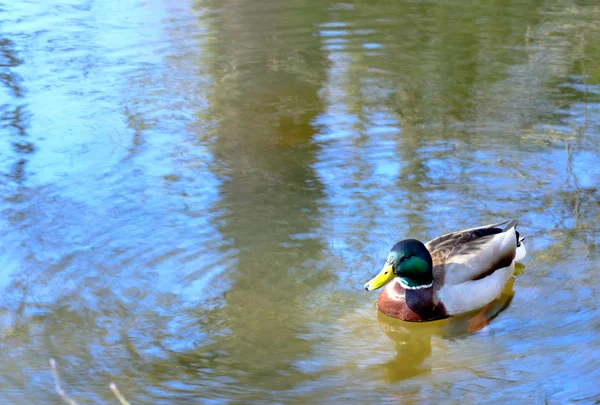 Die frühlingshafte Einsamkeit der Ente — Stockfoto