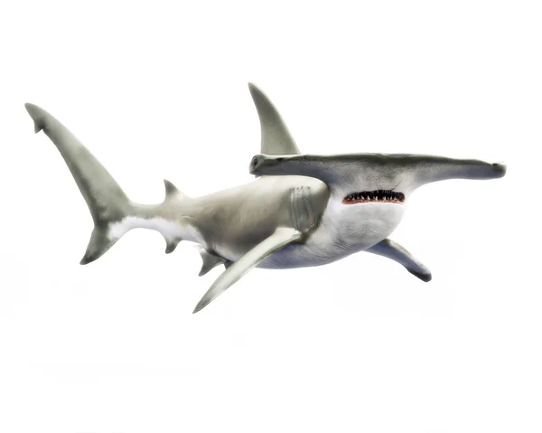 Tiburón Martillo Nadando Sobre Fondo Blanco Aislado Renderizado — Foto de Stock