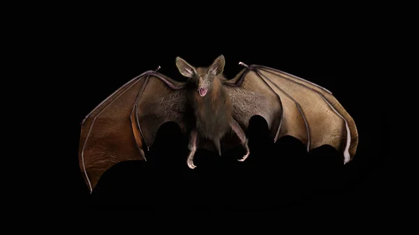 Une Chauve Souris Vampire Assoiffée Sang Débarque Obscurité Rendu — Photo