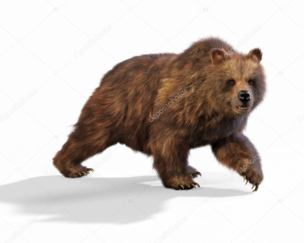 Large brown bear walking on an isolated white background. 3d rendering