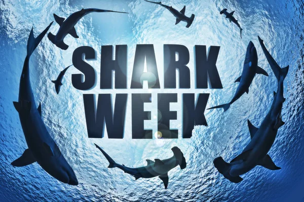 School of sharks , great white and hammerhead\'s circling the text Shark week with a shark bite taken out of the k. 3d rendering