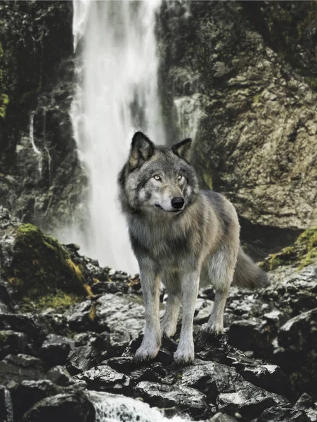 Native Wild Grey Wolf Stands Rock Outcrop Surveying Land Cascading — Stock Photo, Image