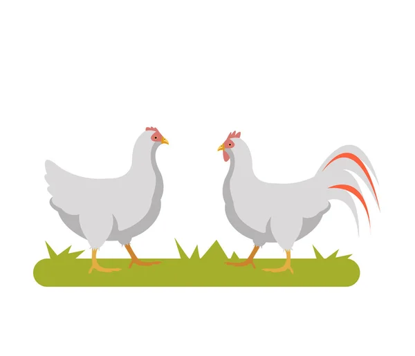 Dos Aves Pollo Caminando Campo Granja Rural Concepto Escena Vector — Archivo Imágenes Vectoriales