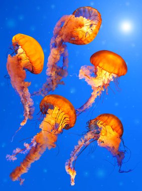 Pacific Sea Nettle Jellyfishes (Chrysaora quinquecirrha) clipart