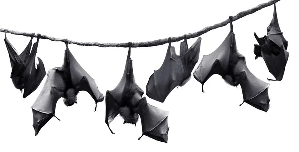Colony Bats Hanging Vines White Background — Stock Photo, Image