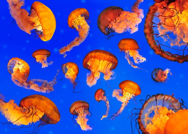 Pasifik deniz ısırgan Jellyfishes (Chrysaora quinquecirrha)