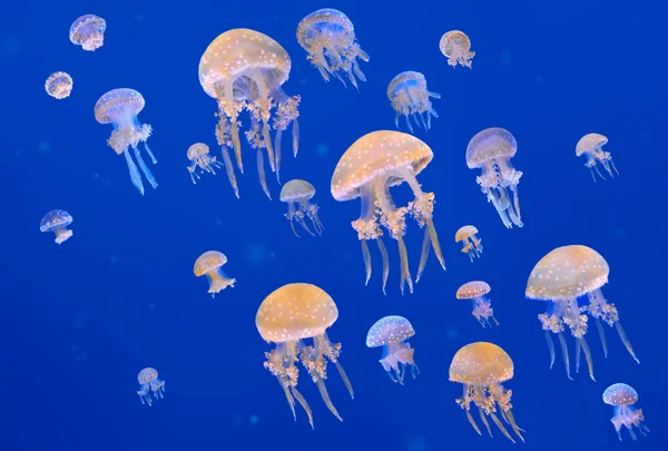 Strakaté Jellyfishes Phyllorhiza Punctata Druh Medúzy Také Známý Jako Australský — Stock fotografie