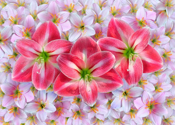 Amaryllis Rouge Fleurs Sur Rose Zephyranthes Rosea Fleurs — Photo