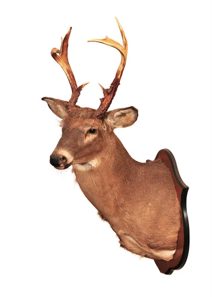 Tête Cerf Taxidermie Montée Sur Mur Isolé Fond Blanc — Photo