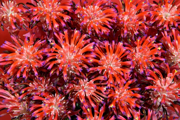 A bouquet of bromeliads (Tillandsia Stricta) in full bloom isolated in red background