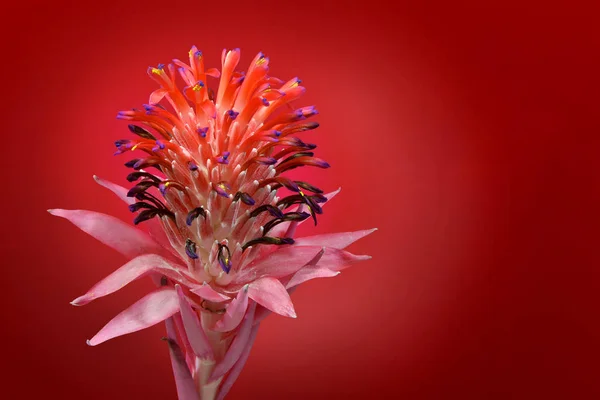 Gros Plan Une Broméliacée Tillandsia Stricta Pleine Floraison Isolée Fond — Photo