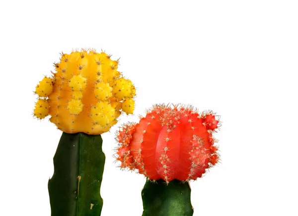 Kaktus Żółty Czerwony Białym Tle — Zdjęcie stockowe