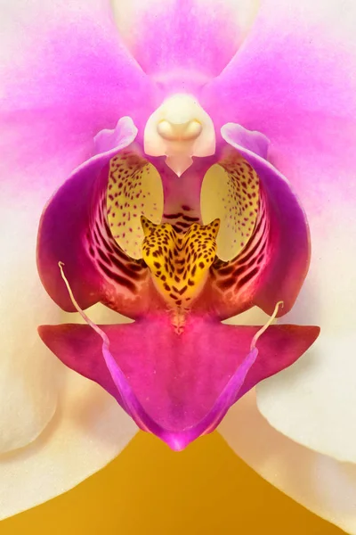 Gros Plan Orchidée Dendrobium Avec Beaucoup Détails — Photo
