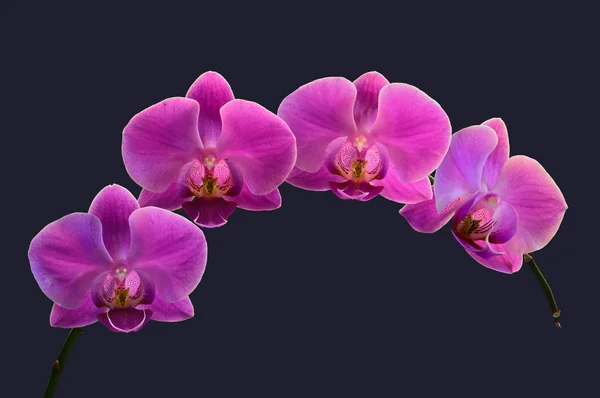 Nahaufnahme Von Dendrobium Orchideen Auf Schwarzem Hintergrund — Stockfoto