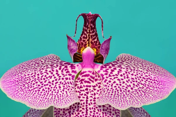 Dendrobium Orchidée Isolée Fond Sarcelle — Photo