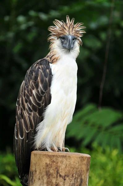 Filippijnse Eagle Ook Bekend Als Een Aap Eating Adelaar Een Stockfoto