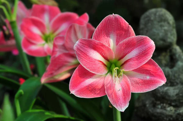 Flores Amarilis Rojas Jardín Imágenes de stock libres de derechos
