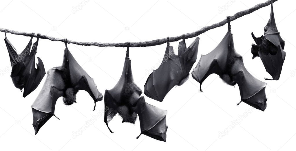 Colony of bats hanging on vines in white background