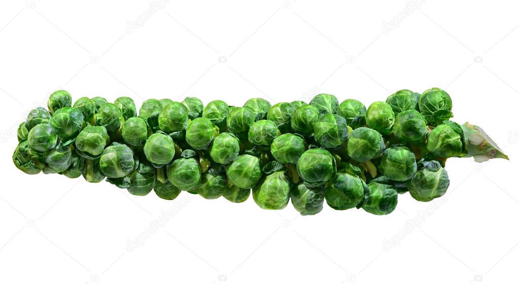 A stalk of brussel sprouts isolated in white background