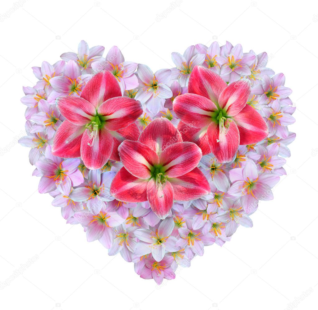 Red Amaryllis flowers over pink Zephyranthes rosea flowers in the shape of a heart for Valentine's Day.