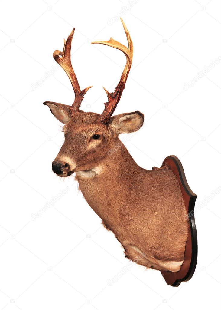 Deer head taxidermy mounted on wall isolated in white background.