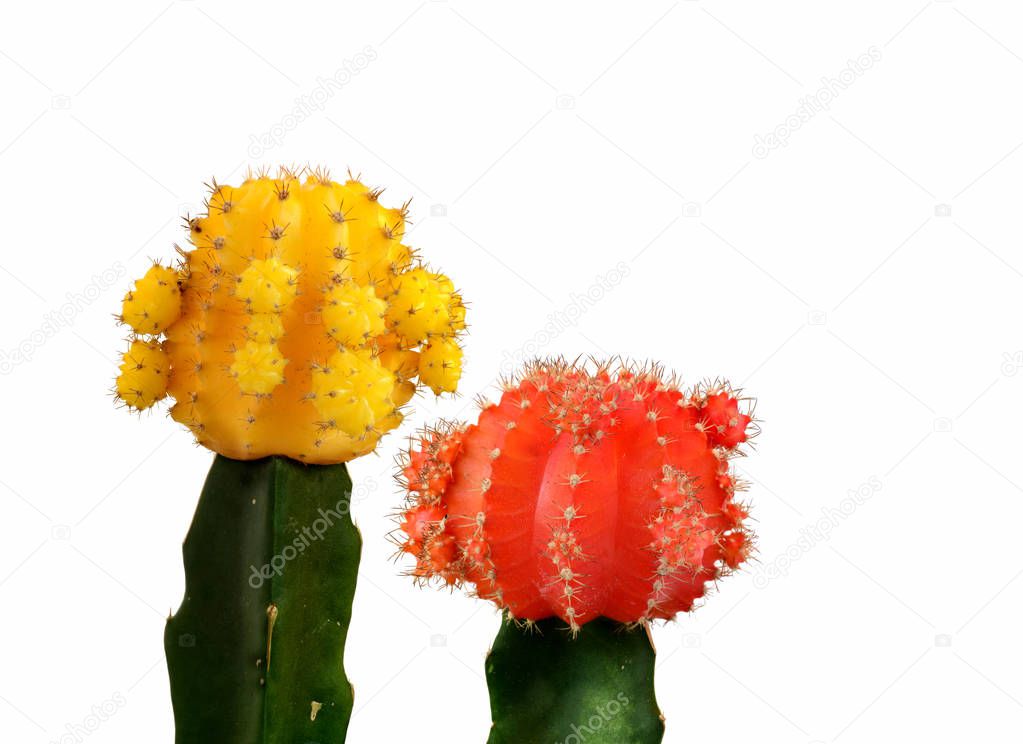 Yellow and red cactus isolated in white background