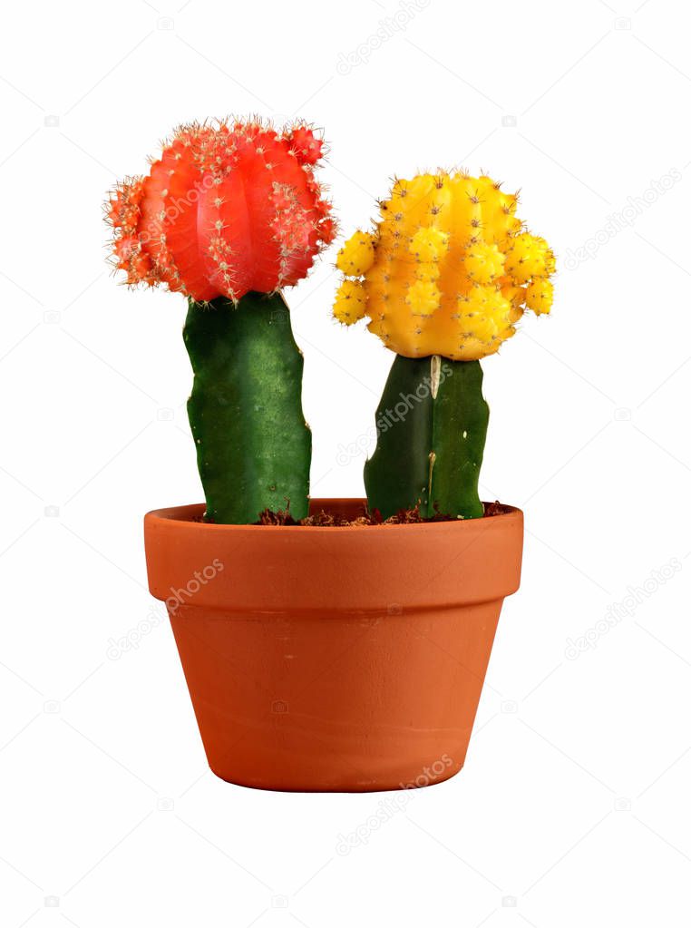 Yellow and red cactus in a pot isolated in white background