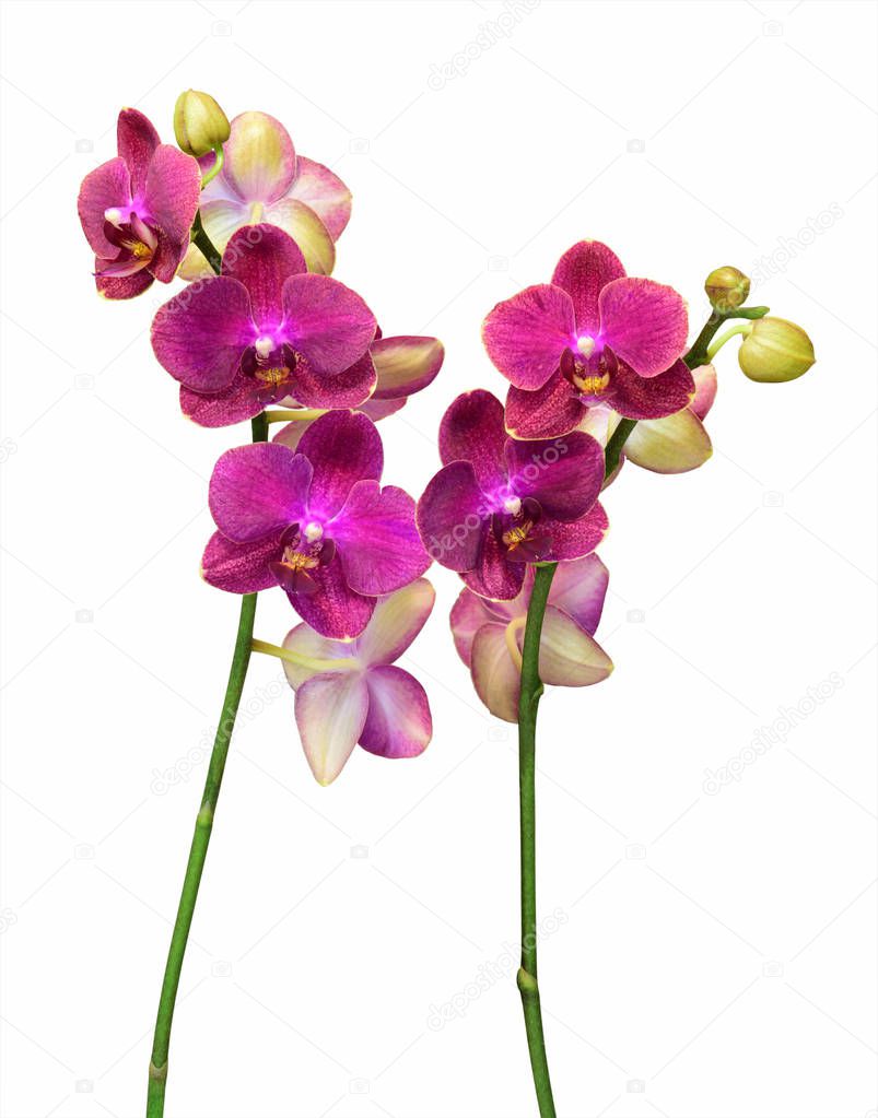 Bunch of Dendrobium Orchids isolated in black background