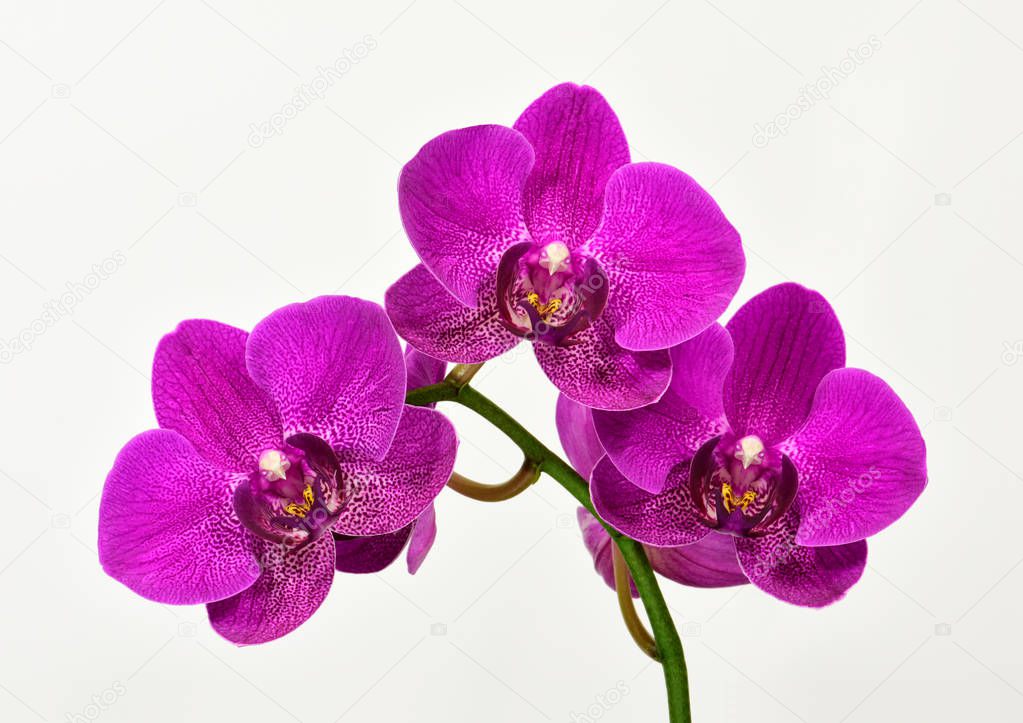 Macro high resolution of Dendrobium Orchids