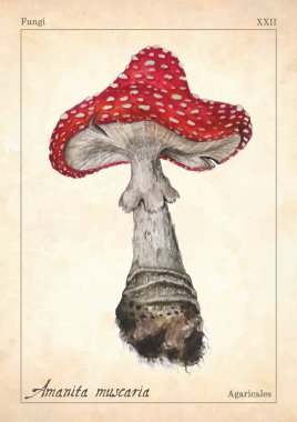 Amanita muscaria mantar vektörü. Suluboya amanita muscaria mantar vektör çizimi. Sinek mantarı, mantar mantarı, kitap, kart, baskı. Suluboya mantar, mantar, boletus..