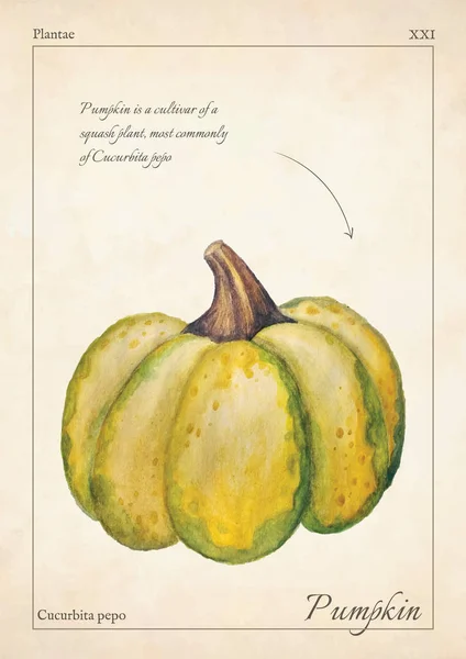 Cucurbita, dynia ilustracja akwarela. Cucurbita, dynia, dynia ilustracja akwarela na białym tle. Cucurbita, dynia, dynia, karty, zaproszenia, menu. Akwarela ilustracja Cucurbita zielony — Zdjęcie stockowe