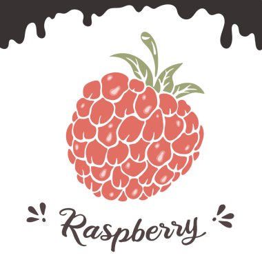 Ahududu vektör çizim, berry clipart. Ahududu vintage vektör çizim logo, tasarım için. Vintage için menü, ahududu paket. Doodle berry clipart, ahududu çikolata izole vektör