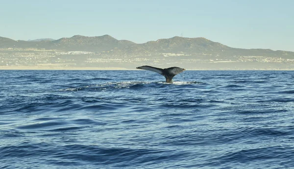 Una Caza Garza Mar Garza Gris Caza Baja California Sur — Foto de Stock