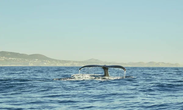 Héron Chassant Dans Mer Héron Gris Chasse Basse Californie Sur — Photo