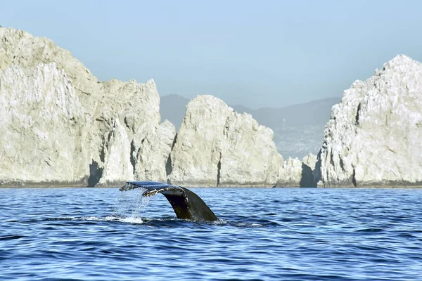 Heron avcılık denizin içinde. Ava, Baja California Sur, Meksika gri balıkçıl