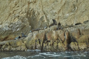 Deniz aslanı, Cabo San Lucas Baja Meksika Baja California Sur'deki/daki deniz aslanı Rock'da güneşin tadını çıkarma